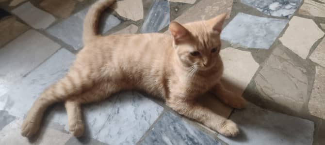 Kitten for sale