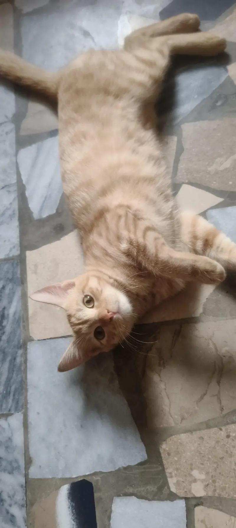Kitten for sale — photo 2