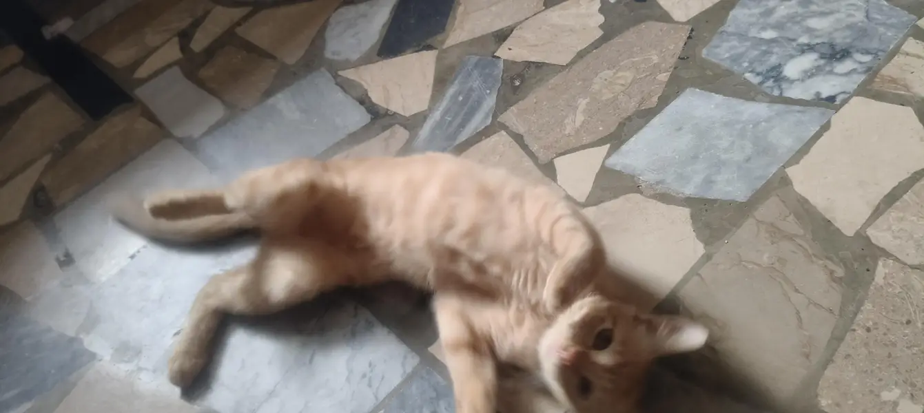 Kitten for sale — photo 3