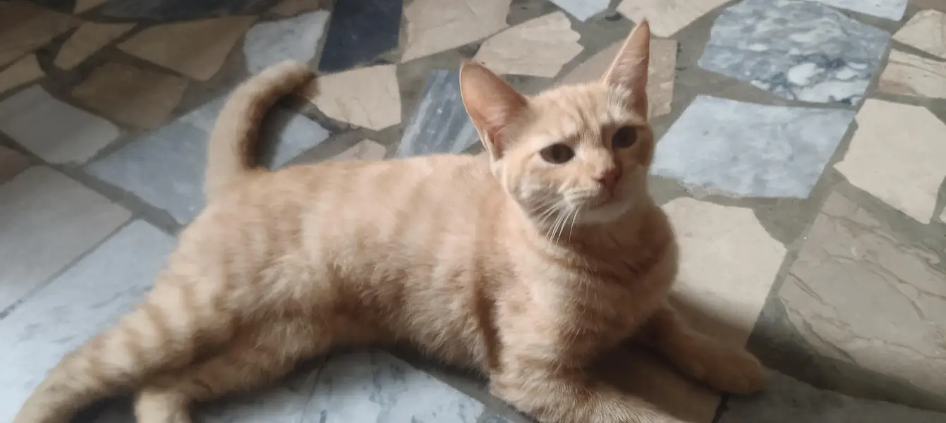Kitten for sale — photo 4