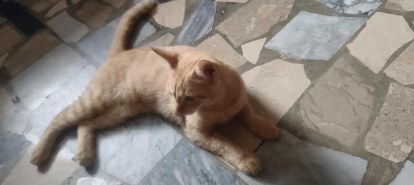 Kitten for sale — photo 5