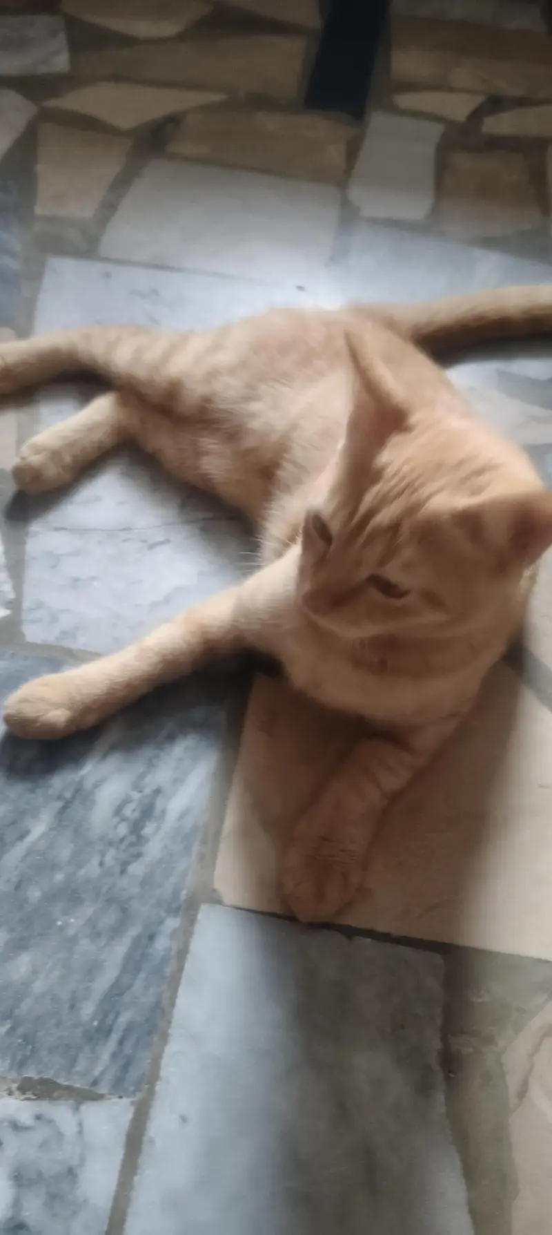 Kitten for sale — photo 6
