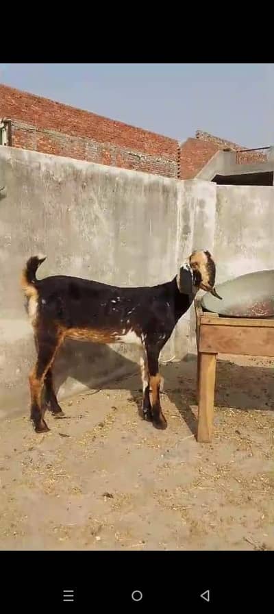 Teddy Tapri Bkri 2 dant