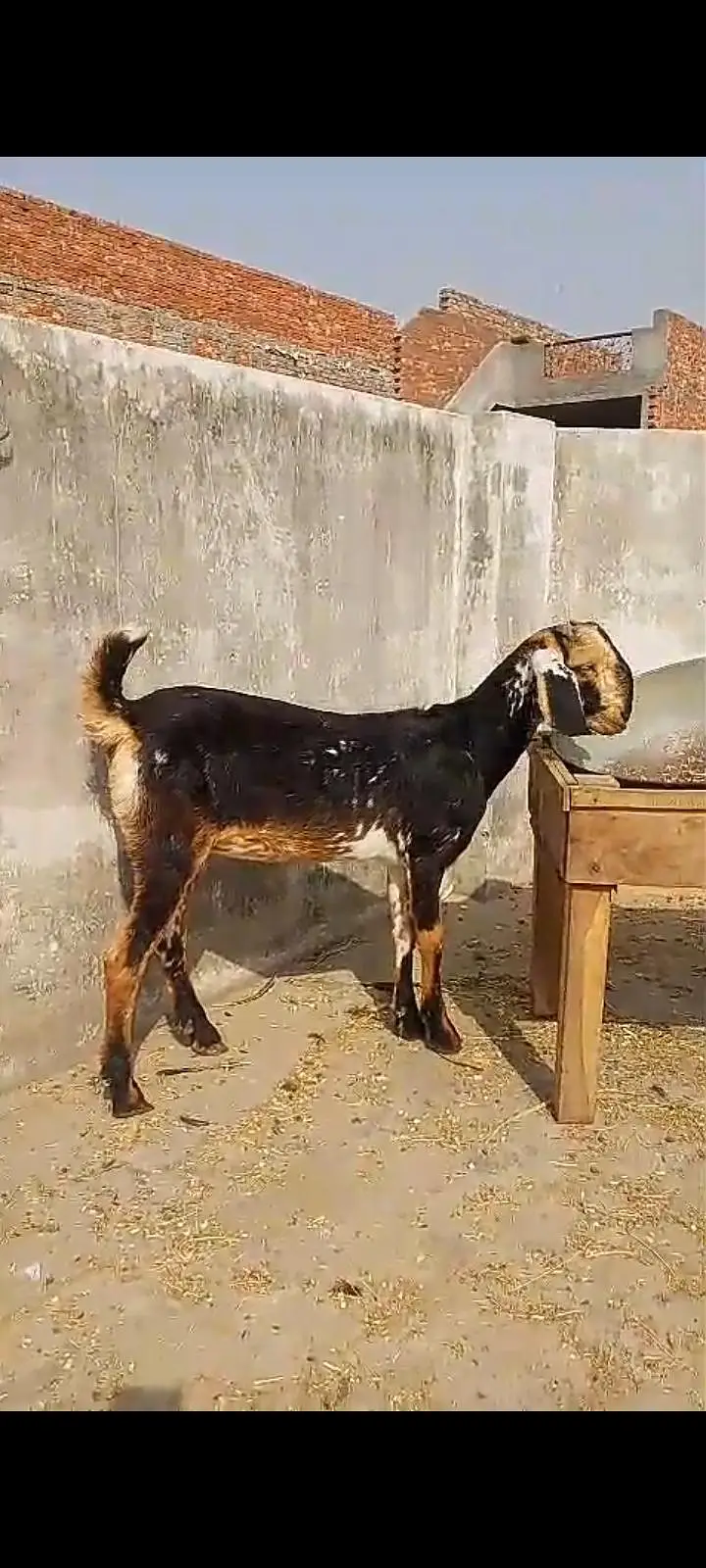 Teddy Tapri Bkri 2 dant — photo 2