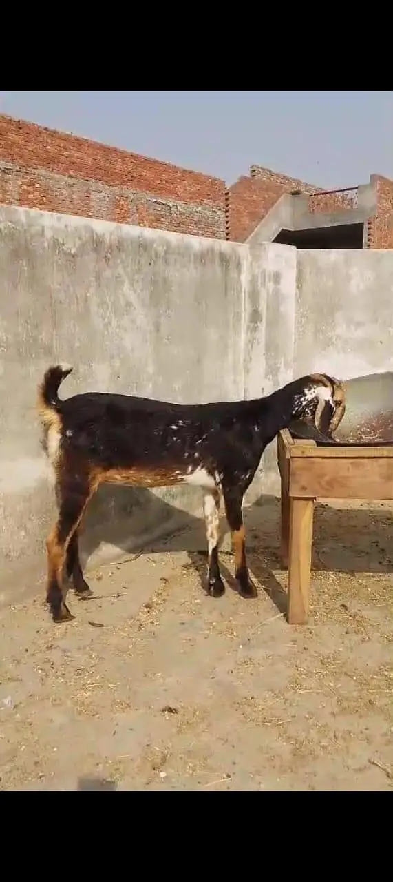 Teddy Tapri Bkri 2 dant — photo 3