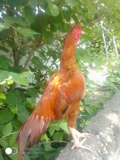 aseel forsale