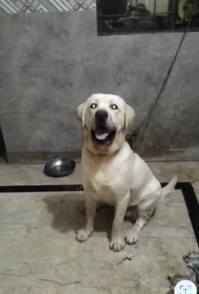 Labrador female for sale