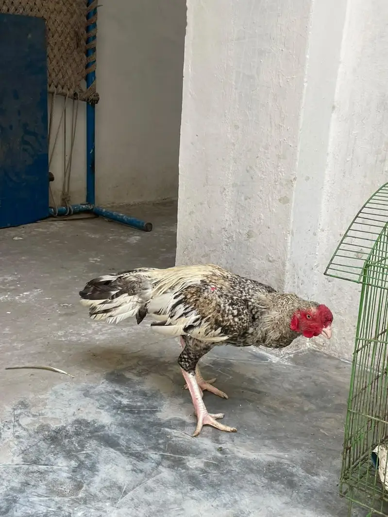 03084589169 Whatsapp call — photo 5
