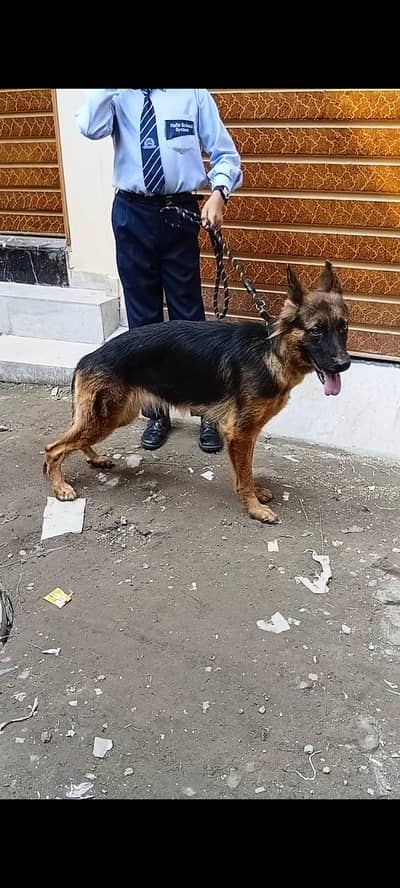long coat German Shepherd female for sale