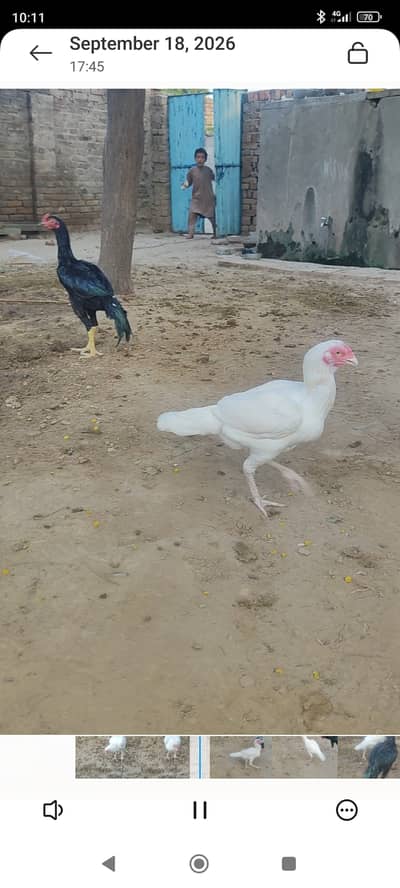 Meerey pass mianwali breed mian 6 nar aor 12 madian