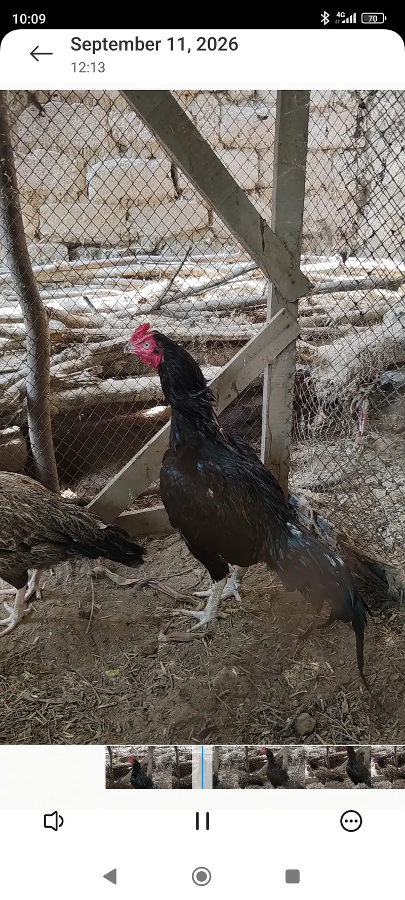 Meerey pass mianwali breed mian 6 nar aor 12 madian — photo 2