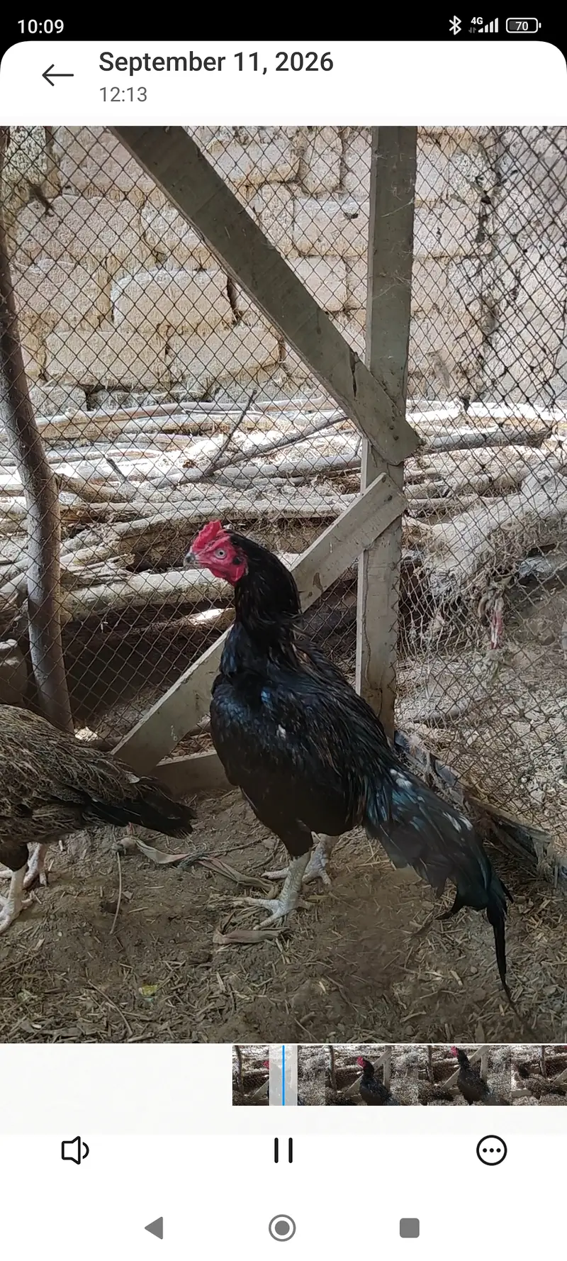Meerey pass mianwali breed mian 6 nar aor 12 madian — photo 3