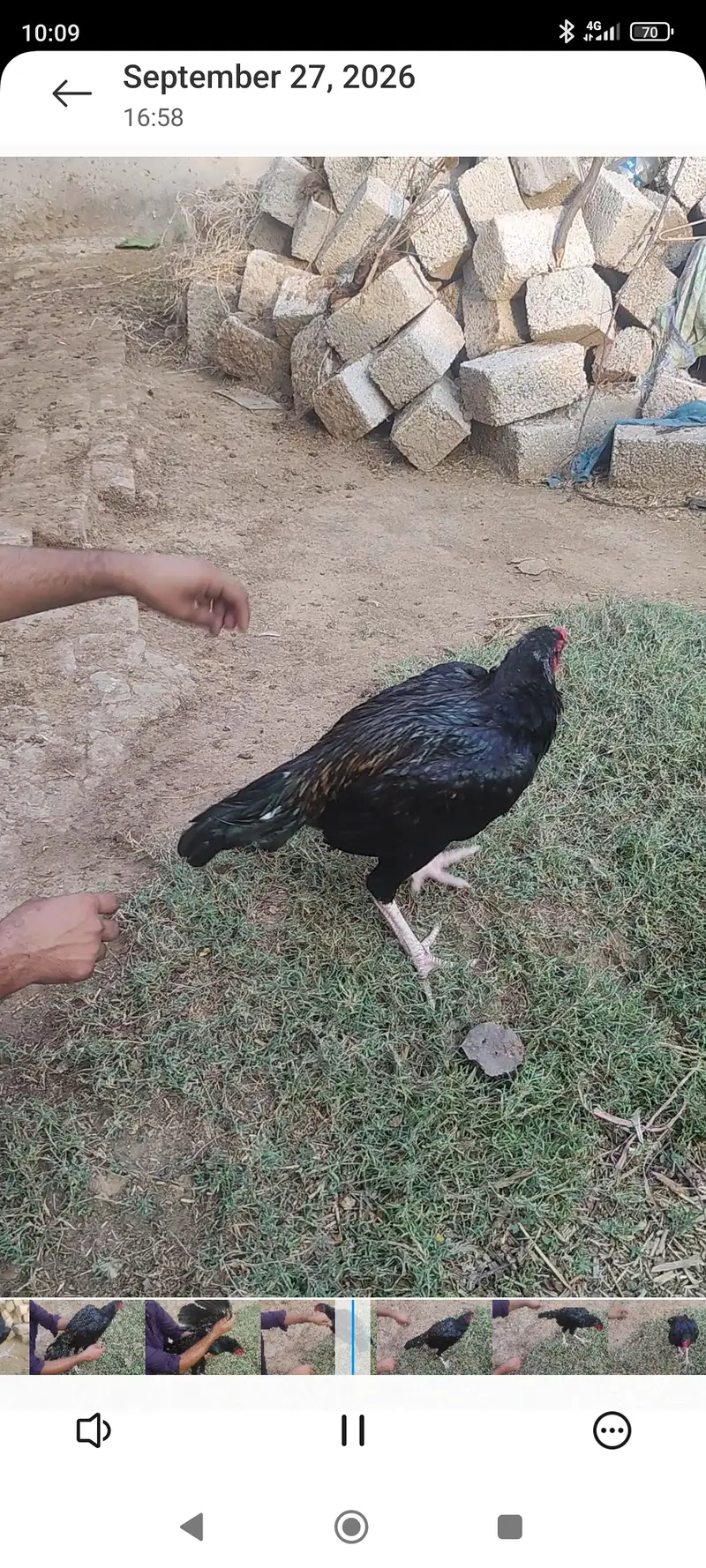 Meerey pass mianwali breed mian 6 nar aor 12 madian — photo 4