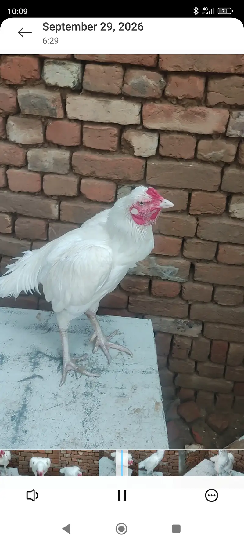 Meerey pass mianwali breed mian 6 nar aor 12 madian — photo 5