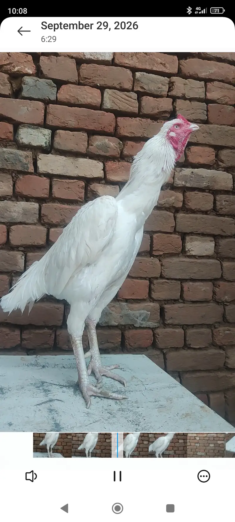 Meerey pass mianwali breed mian 6 nar aor 12 madian — photo 6