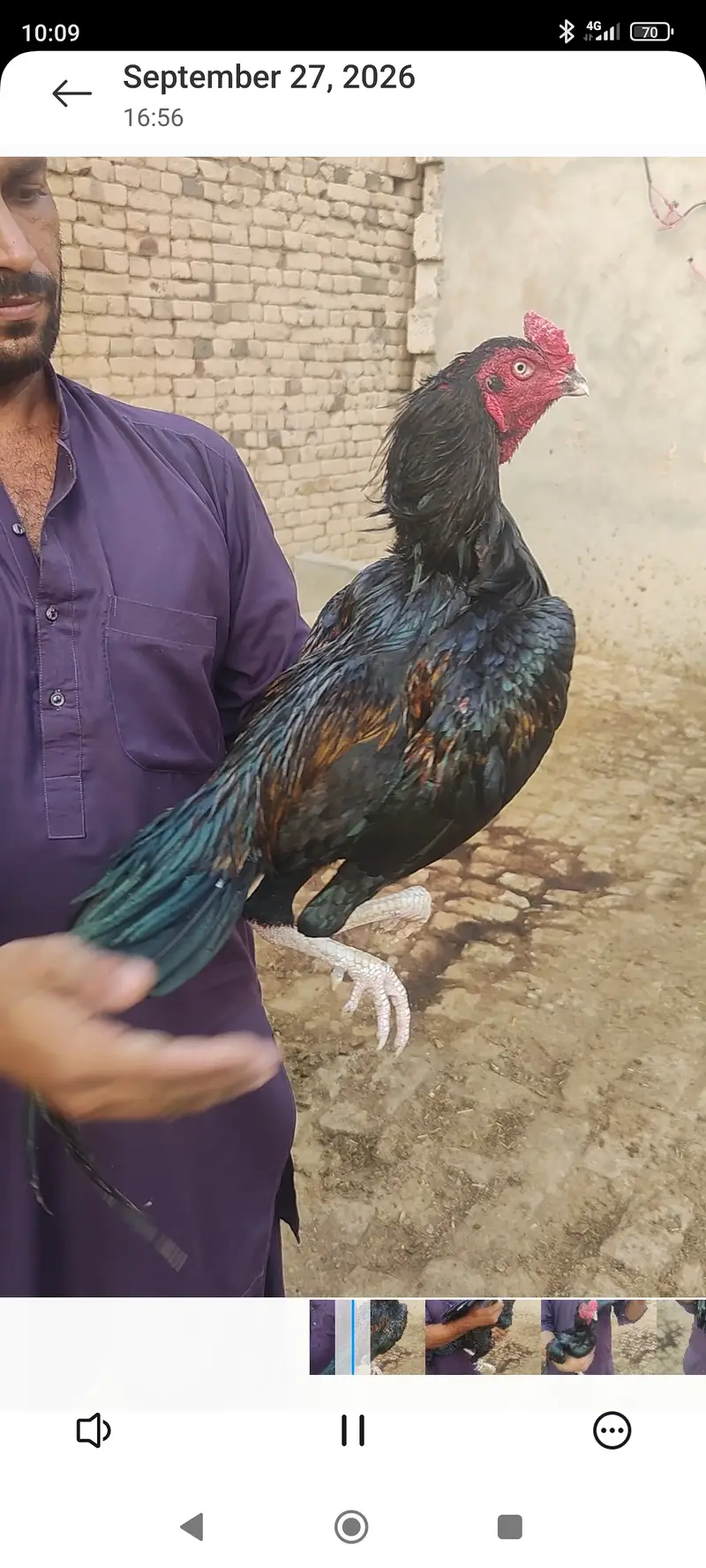 Meerey pass mianwali breed mian 6 nar aor 12 madian — photo 7