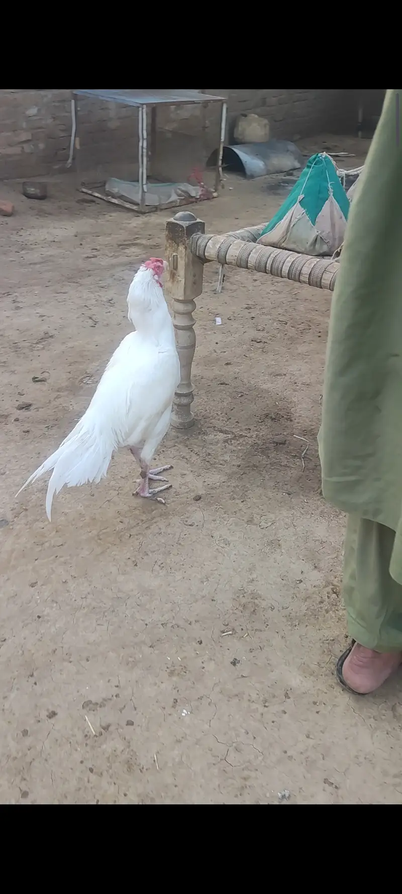 Meerey pass mianwali breed mian 6 nar aor 12 madian — photo 8