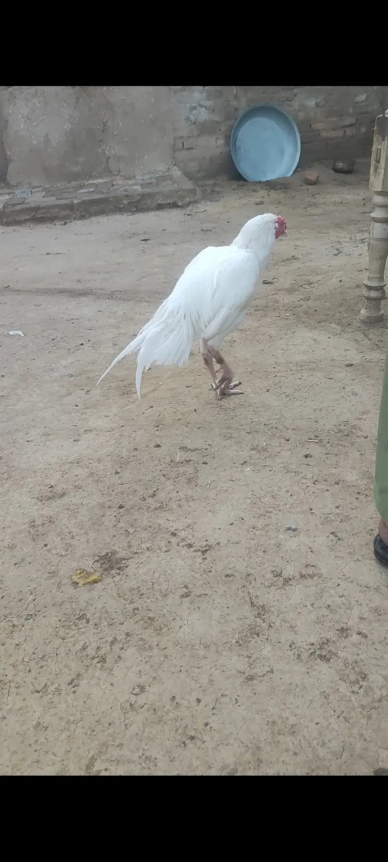Meerey pass mianwali breed mian 6 nar aor 12 madian — photo 9