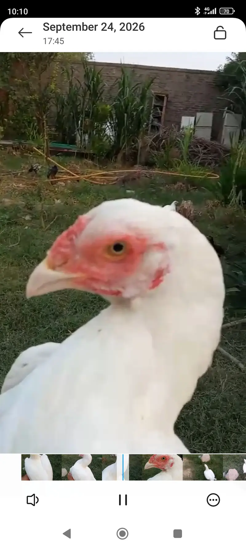 Meerey pass mianwali breed mian 6 nar aor 12 madian — photo 10