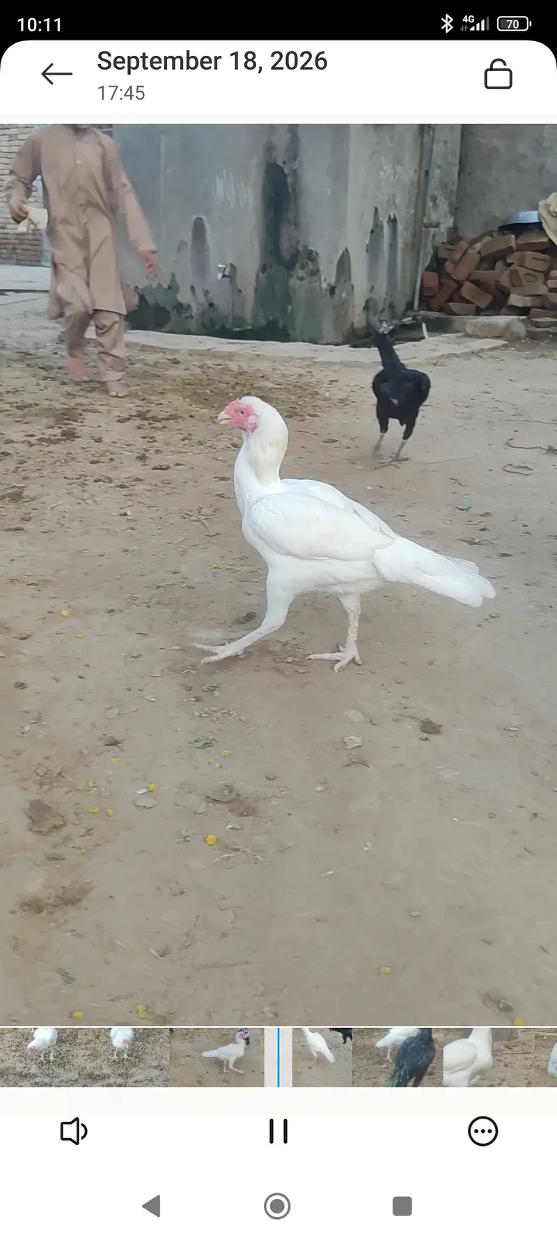 Meerey pass mianwali breed mian 6 nar aor 12 madian — photo 11