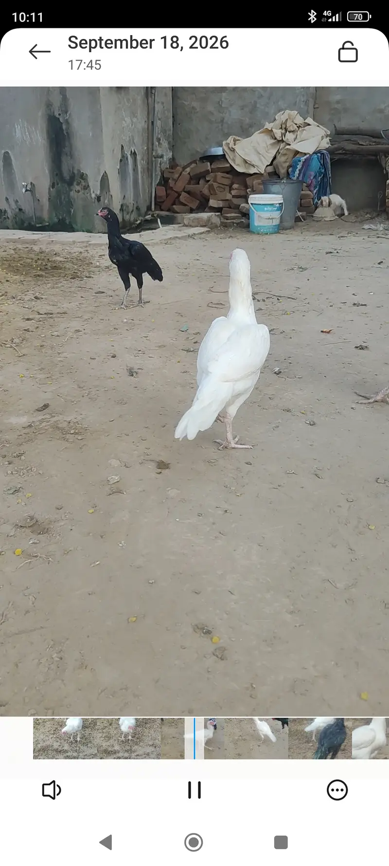 Meerey pass mianwali breed mian 6 nar aor 12 madian — photo 12