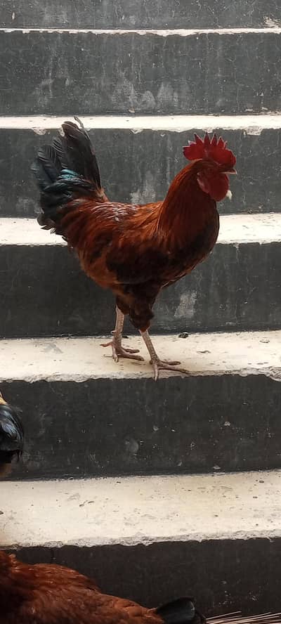 Hens for sale