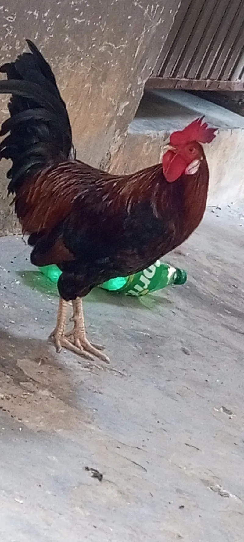 Hens for sale — photo 2