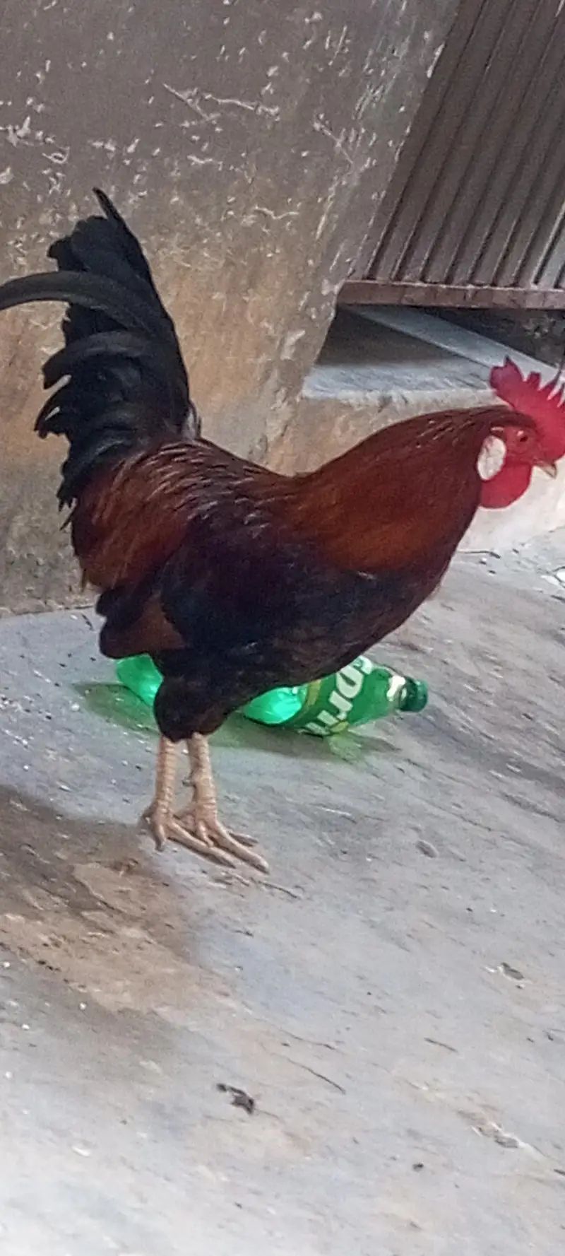 Hens for sale — photo 3