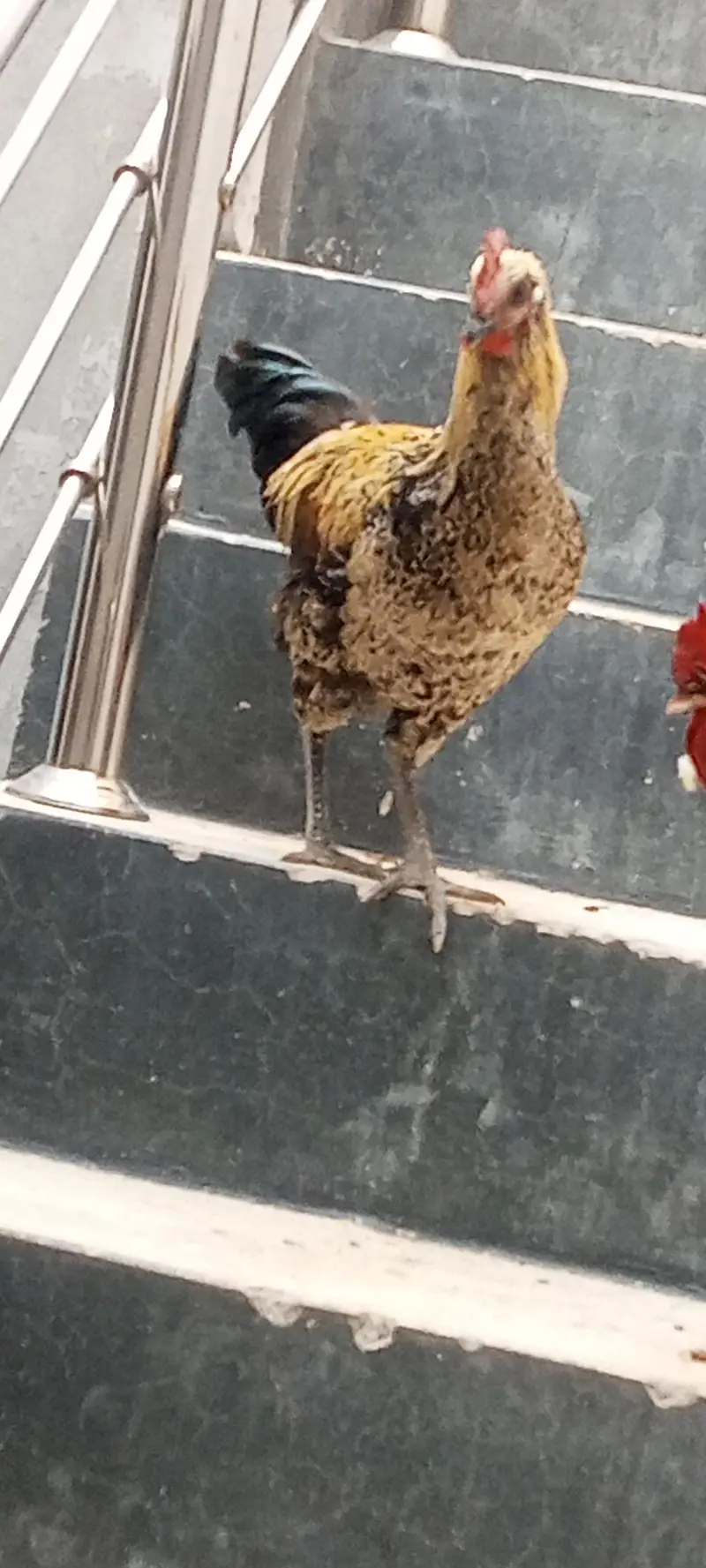 Hens for sale — photo 4