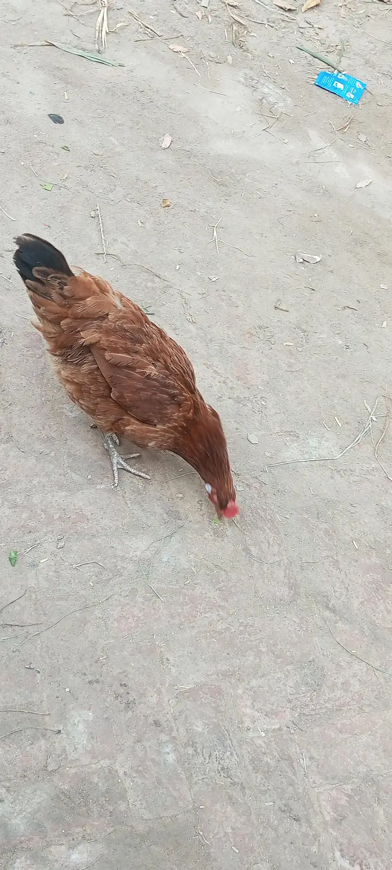 Hens for sale — photo 6