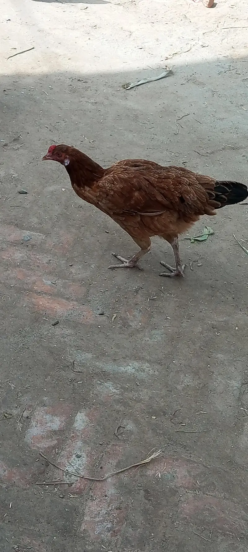 Hens for sale — photo 7