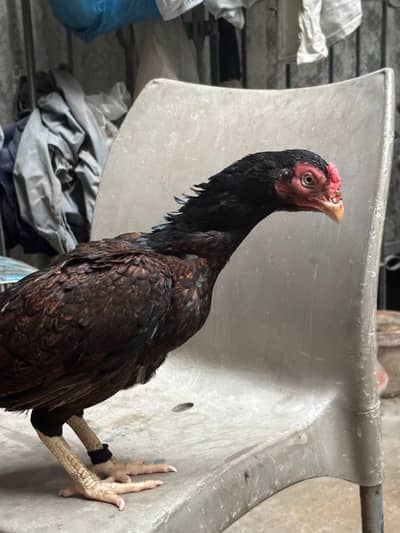 ambrohi Madi high quality zero size