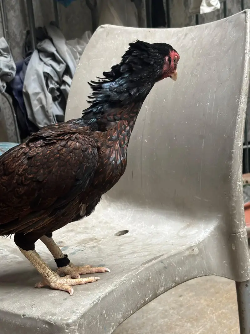 ambrohi Madi high quality zero size — photo 3