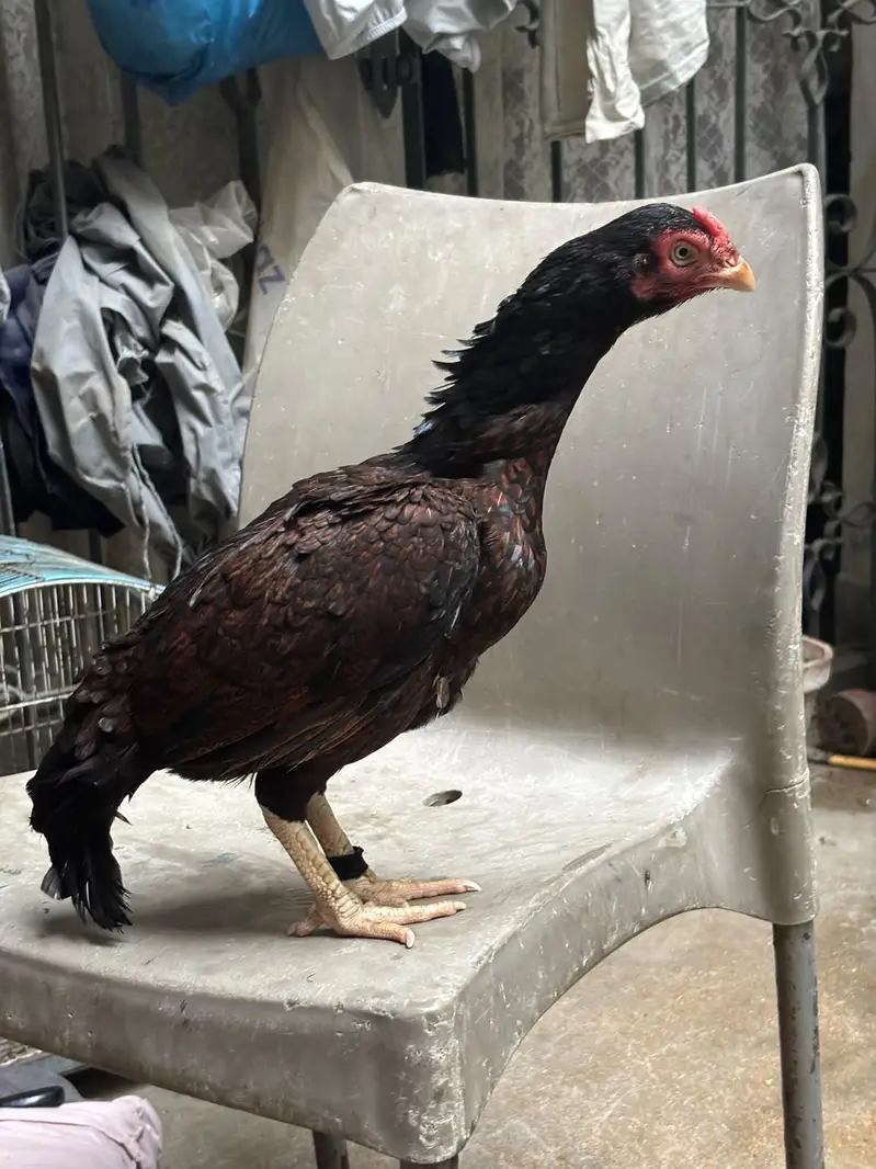 ambrohi Madi high quality zero size — photo 6