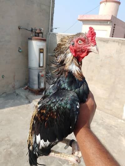 very high quality bird 03287785524