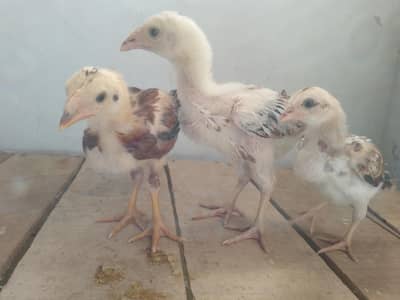 aseel chicks for sale