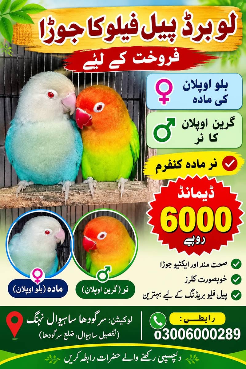 پیل فیلو لو برڈ 0