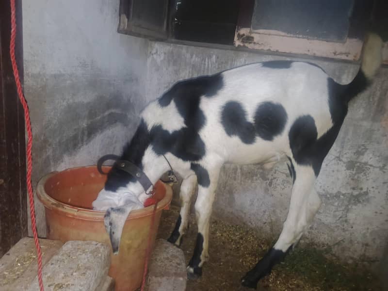 goat good 0