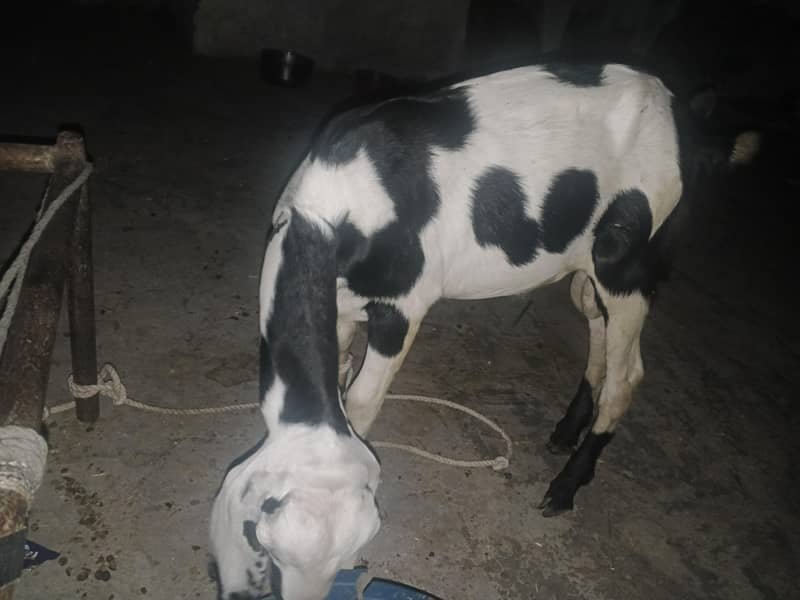 goat good 1