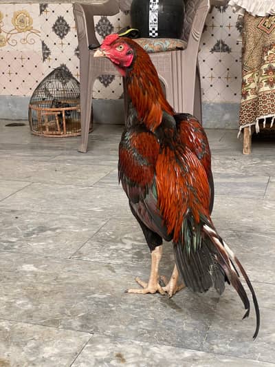 Aseel Murga for sale