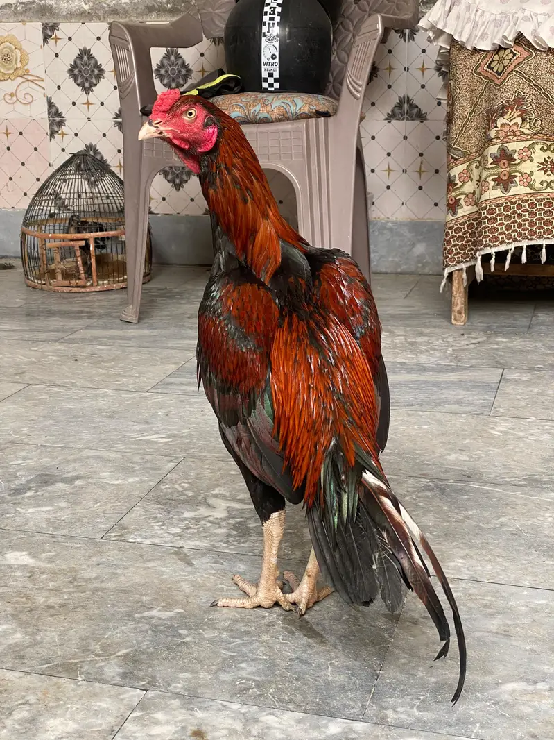 Aseel Murga for sale — photo 2