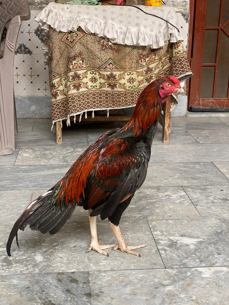 Aseel Murga for sale — photo 3