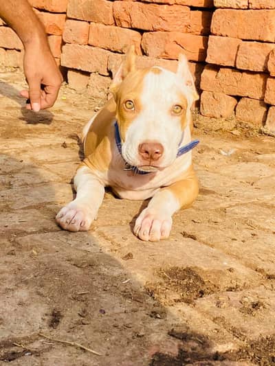 pitbull dog