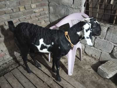 Cross Path | Gaban Bakri | Healthy Goat for Sale 03176218773