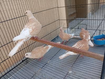 Doves