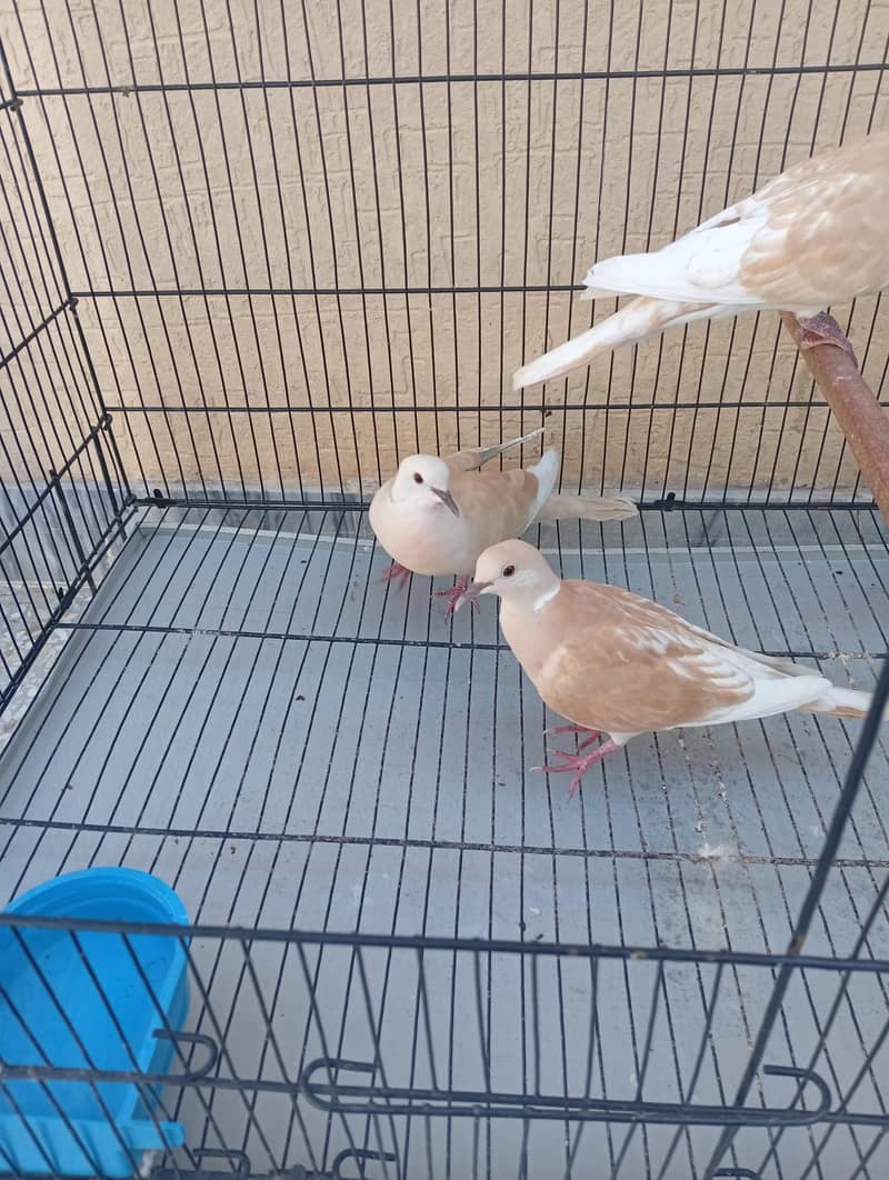 Doves 2