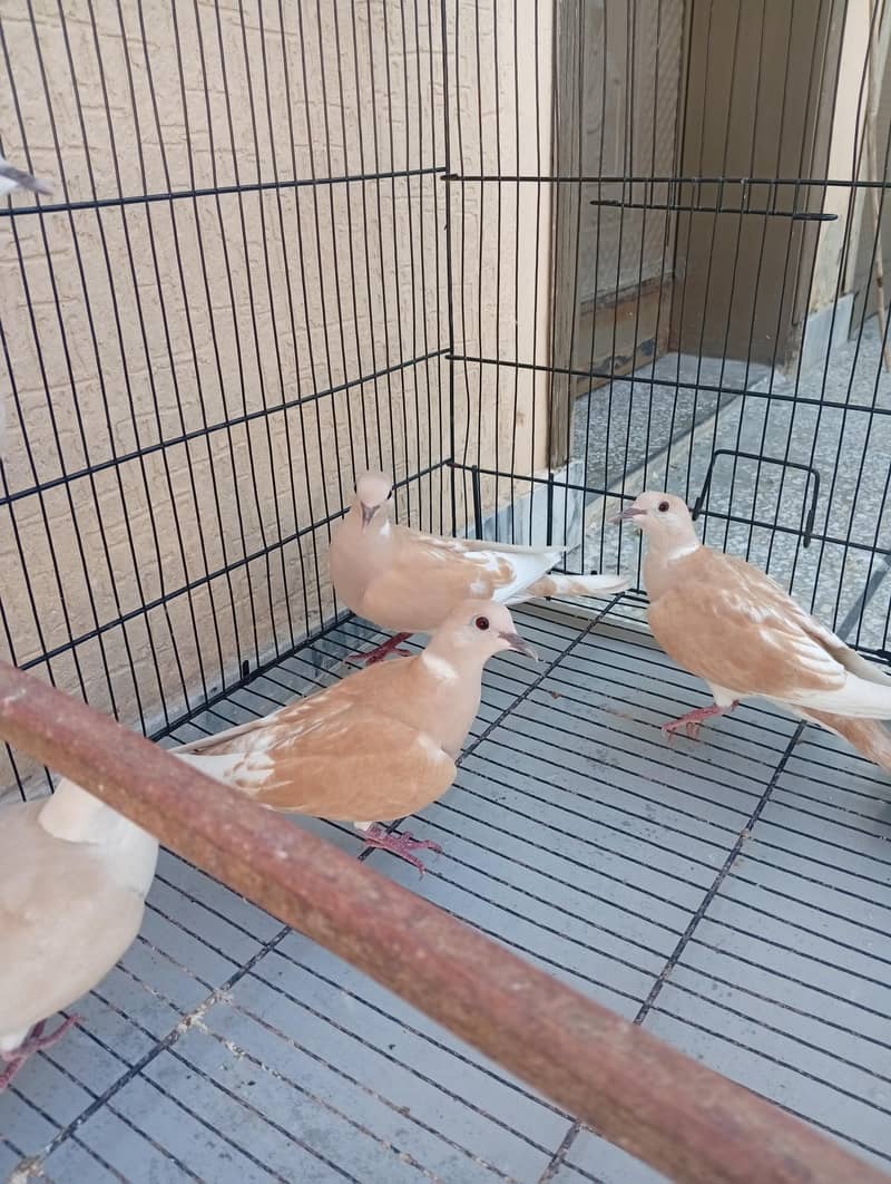 Doves 3