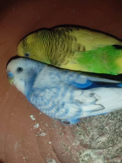 budgies breeder pairs with history