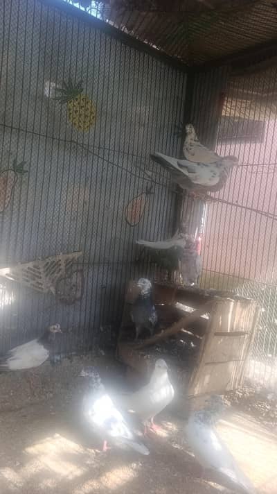 Beautiful Healthy Pigeon for Sale | Active & Well maintained|