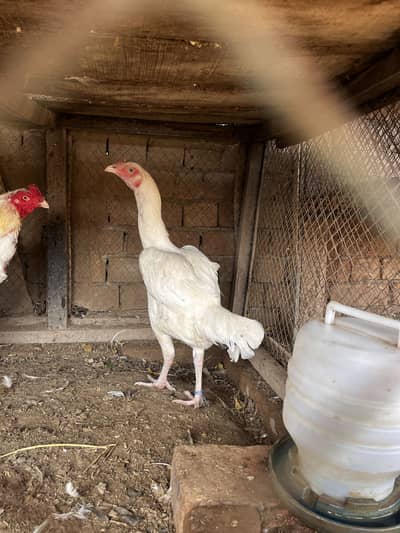 Heera aseel chicks murgi